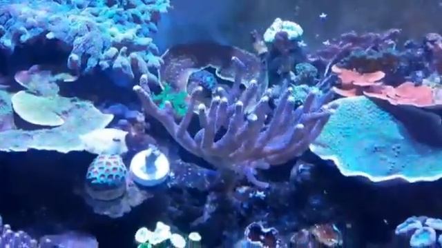 Кузовок длиннорогий желтый (Рыба-корова)Lactoria cornuta смотреть онлайн