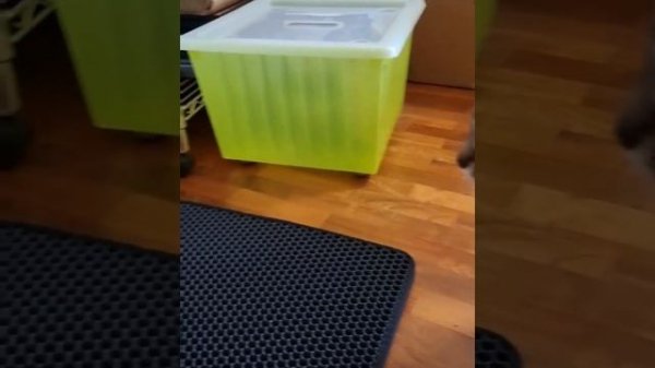 PETREE // Automatic Self-Cleaning Cat Litter Box (2021 WIFI Model)