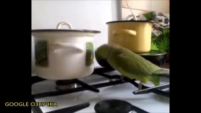 ПОПУГАЙ ПРОТИВ КАСТРЮЛИ (смешная Google озвучка Ivona)