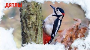 Зимующие ПТИЦЫ познавательное для детей