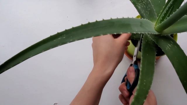 How to use fresh aloe vera plant for burns смотреть онлайн
