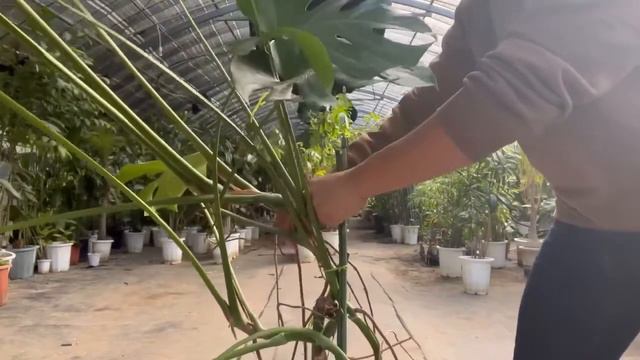 How to deal with overgrown Monstera - two professional methods by Japanese Plant Meister смотреть онлайн