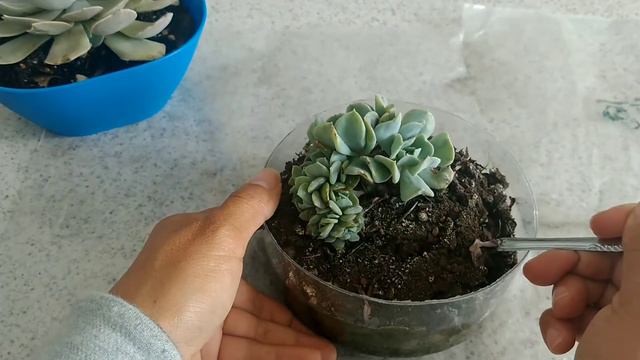 🍀 E. Runyonii Topsy Turvy [Lo Básico] 👩🌾 смотреть онлайн