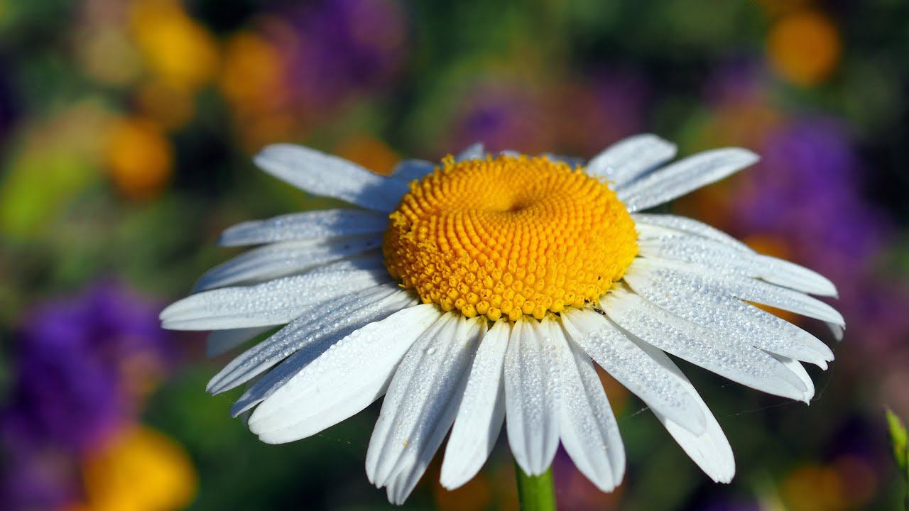 Природа южного Подмосковья.  Подборка красивых фото под музыку