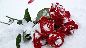 Футаж. Цветы на снегу 46