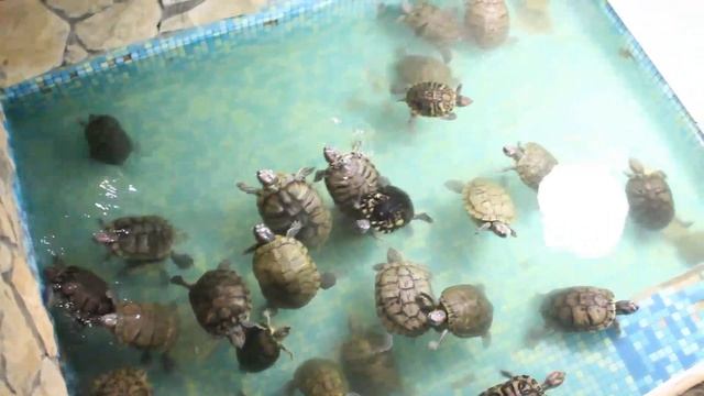 Толпа красноухих черепах! смотреть онлайн