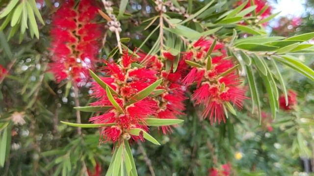 Каллистемон (Красивотычиночник, Краснотычиночник). Callistemon. смотреть онлайн