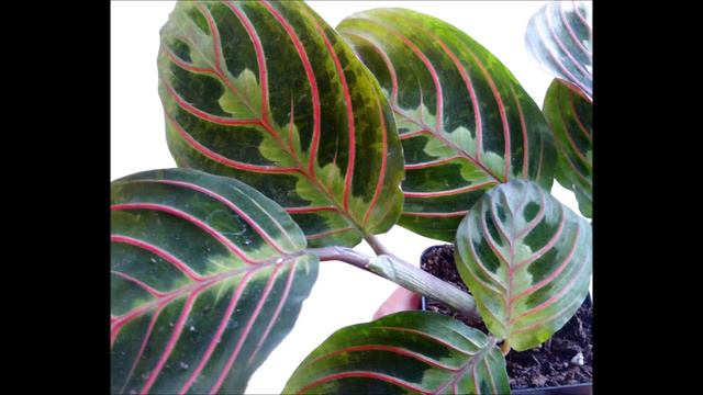Maranta Leuconeura