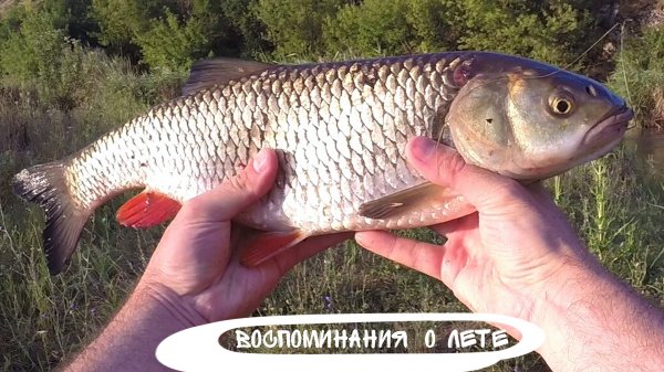 От рассвета до заката. Ходовая рыбалка на малой реке. Июль. #поймалотпусти #catchandrelease #alpha
