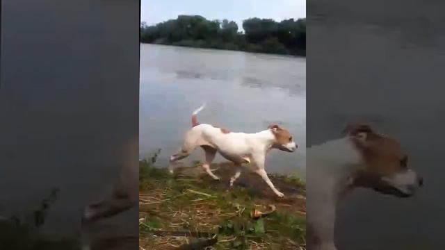 Белая река смотреть онлайн