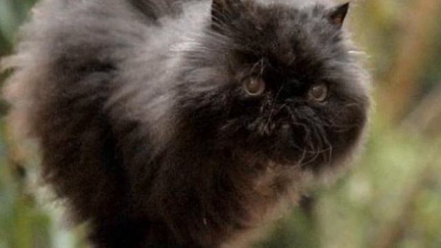 Кот остался без задней лапы, а потом потерял и вторую, но ребенок занимался с ним и научил… смотреть онлайн