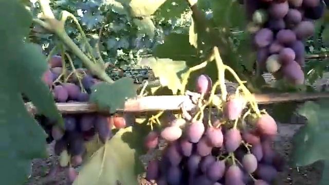 Каталония - сорт винограда селекции Бурдака А.В. смотреть онлайн