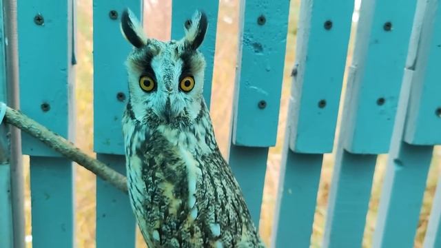 После дождя пропал свет, но мы его нашли. А ещё нашли курицу Лулу! смотреть онлайн