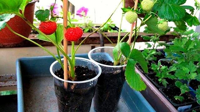 Комнатные растения. Земляника, сорт "Александрия". смотреть онлайн