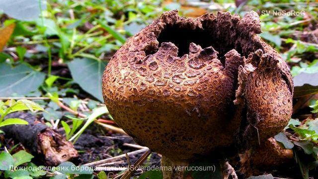 Ложнодождевик бородавчатый (Scleroderma verrucosum) смотреть онлайн