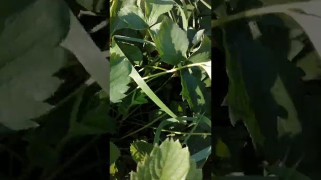 Чем я подкармливала клубнику в этом году🍓 смотреть онлайн