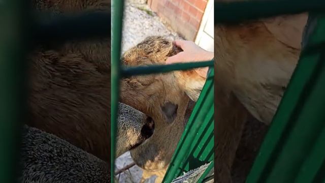 Любофф-моркофф?❤ видео от 7 февраля 2021 года смотреть онлайн