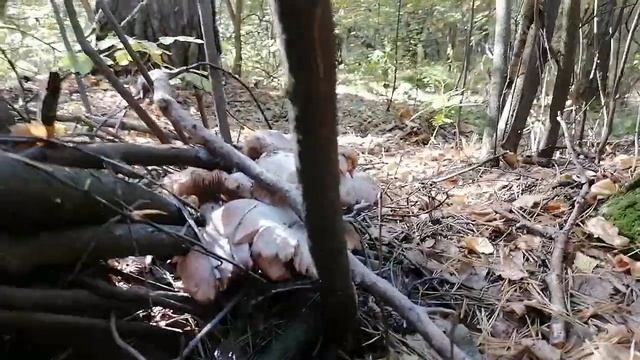 С русской псовой борзой по грибы. Как Догон Грибы искать помогал. Красивая прогулка в Лесу смотреть онлайн