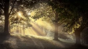 Пение Соловья и Припев Кукушки! Снимут Стресс, Нормализуют Давление, Успокоят Нервную Систему   IUKm