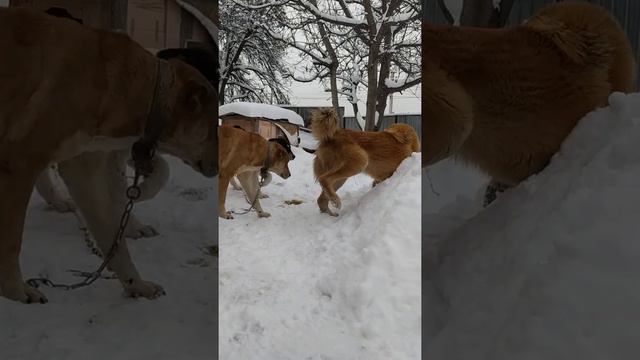 25.02.21. в Алматы опять зима 1часть. смотреть онлайн