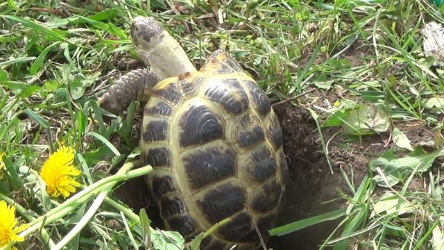 ЧЕРЕПАХА ВЫБРАЛАСЬ ИЗ ГЛУБОКОЙ ЯМЫ ЗА 5 МИНУТ,СМОТРЕТЬ ДО КОНЦА!!! ТРЕНИРОВКА смотреть онлайн
