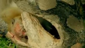 Анаконда душит обезьяну