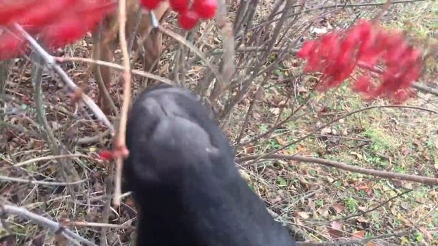 Теплые дни в деревне дают возможность для выпаса. Жизнь в деревне как есть смотреть онлайн