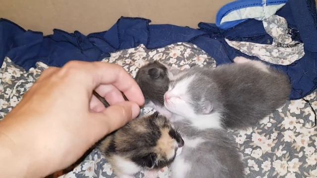 котята бесплатно. г Орск посёлок Москва смотреть онлайн