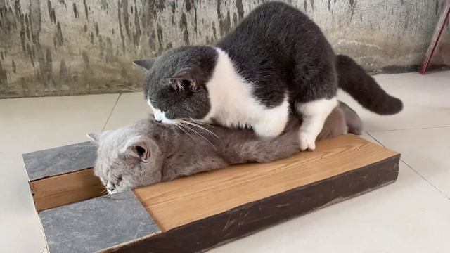 Cat in heat ? || Munchkin Mate || Cat breeding ? смотреть онлайн