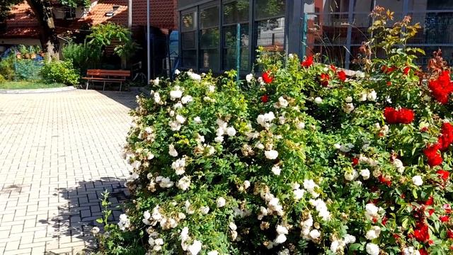 Зеленоградск. Балтика. Город и розы. Их здесь отдельное море смотреть онлайн