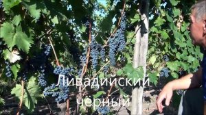 Ливадийский чёрный