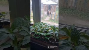 Самый бюджетный способ размещения рассады на подоконнике