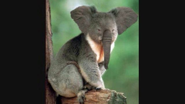 Weird photoshop animals смотреть онлайн