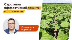 Стратегия эффективной защиты от сорняков | Станислав Борисов