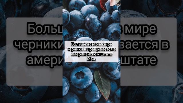 Черника смотреть онлайн