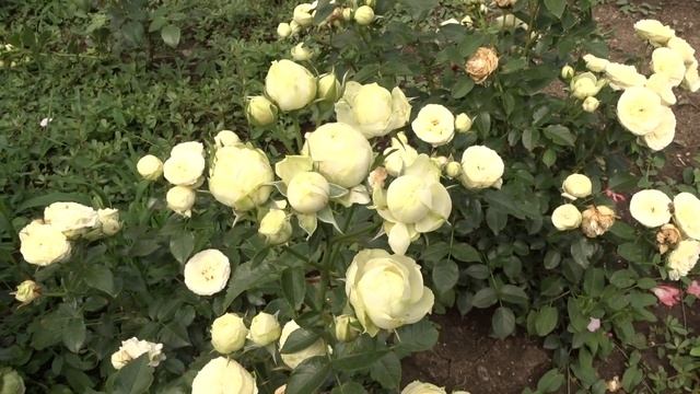 Rosa ´Lemon Rokoko´ смотреть онлайн