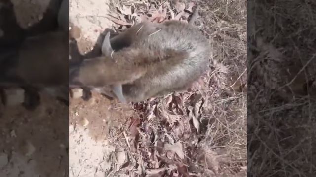 Муравьед Южной Америки смотреть онлайн
