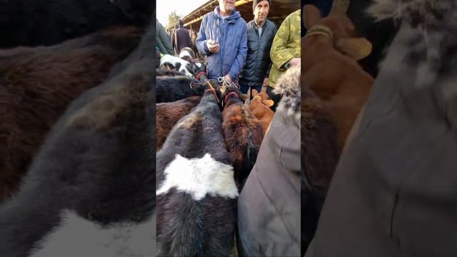 МОЛБОЗОРИ МАСТЧОХ  2юмучаска!