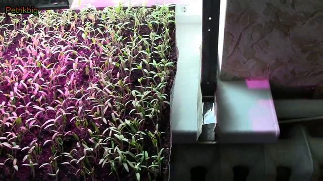 Подсветка рассады смотреть онлайн