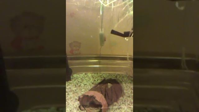 Что едят рыбы. смотреть онлайн