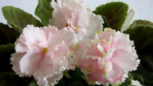 Зима Улыбается (Макуни). Фиалка. Стандарт. Юлия Датта