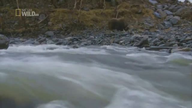 Тундра і лісотундра Євразії смотреть онлайн