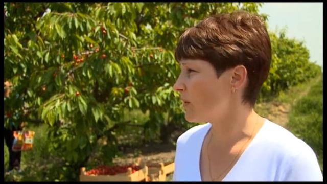 Черешня созрела, пора собирать смотреть онлайн