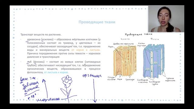 КАК ЗАПОМНИТЬ ФЛОЭМУ И КСИЛЕМУ К ЕГЭ И ОГЭ ПО БИОЛОГИИ смотреть онлайн