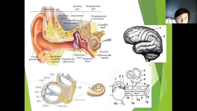 ЕГЭ по биологии 2021. Консультация 7 состоится 14.06.2021 в 6.00 по Московскому времени смотреть онлайн