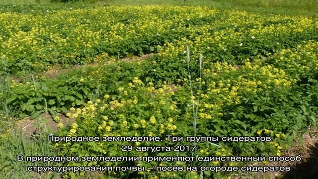 Записи с тегом 'сидераты' смотреть онлайн