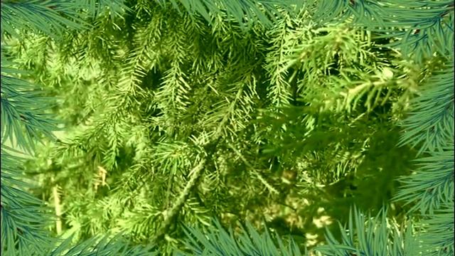 ПРОИЗВОДСТВО Хвойного нектара смотреть онлайн
