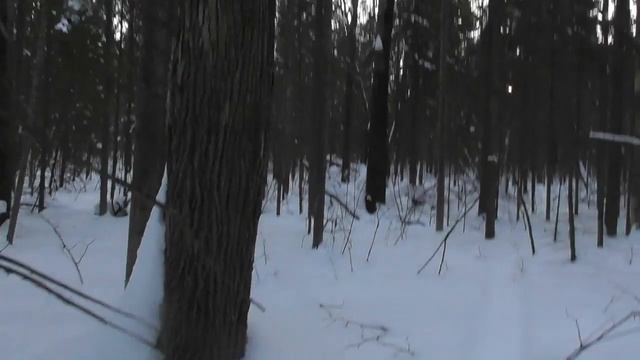 Охота на куницу капканами. смотреть онлайн