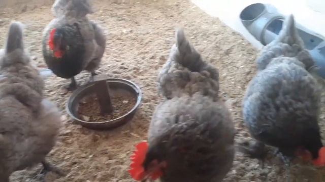 кур Маран больше нет в нашем хозяйстве// какая порода их заменит... смотреть онлайн