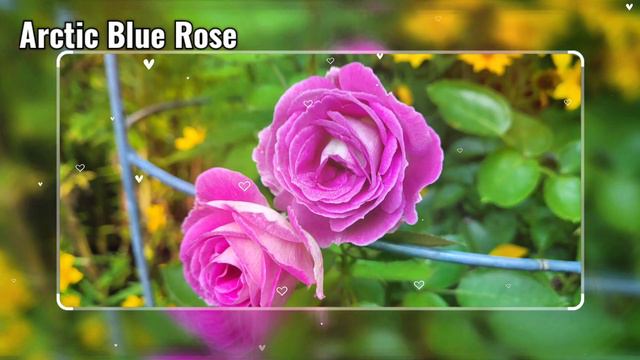 Arctic Blue Rose смотреть онлайн